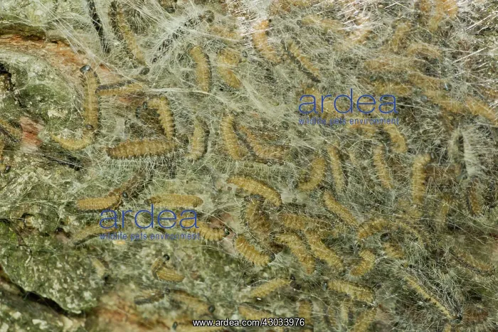 : Oak Processionary Moth caterpillar nest on Oak Tree : Oak Processionary Moth caterpillar nest on Oak Tree