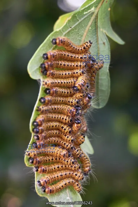 : Oak processionary moth on leaf : Oak processionary moth on leaf