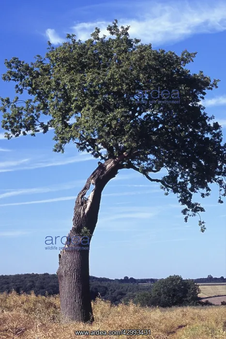 : Oak, Quercus : Oak, Quercus