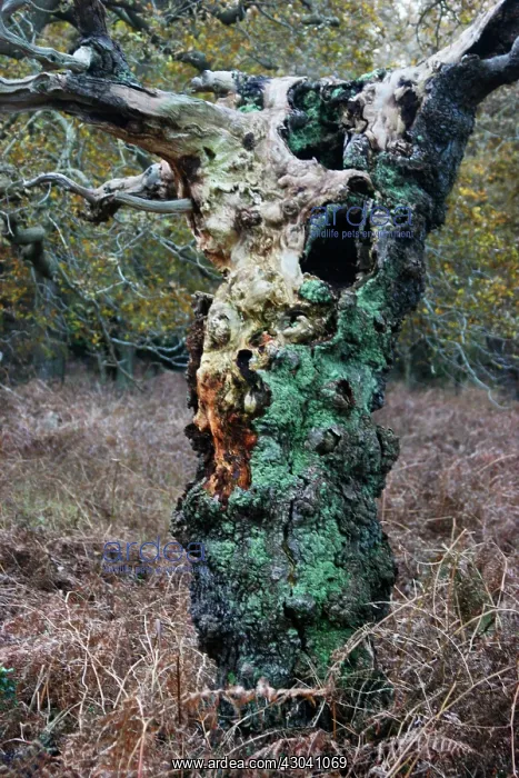  : Oak, Quercus