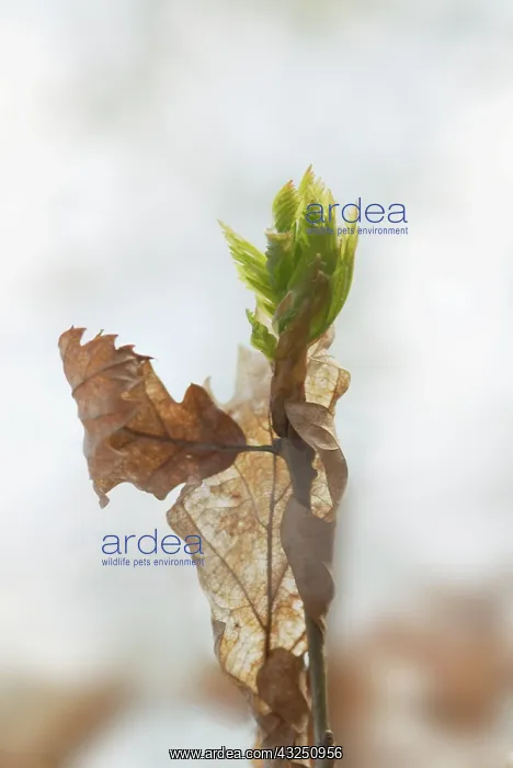 : Oak, Quercus : Oak, Quercus