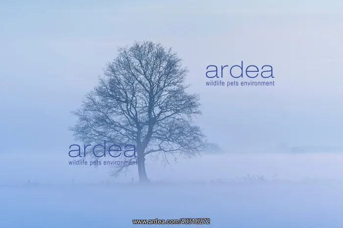 : Oak ( Quercus) in foggy, winterly landscape, tree : Oak ( Quercus) in foggy, winterly landscape, tree