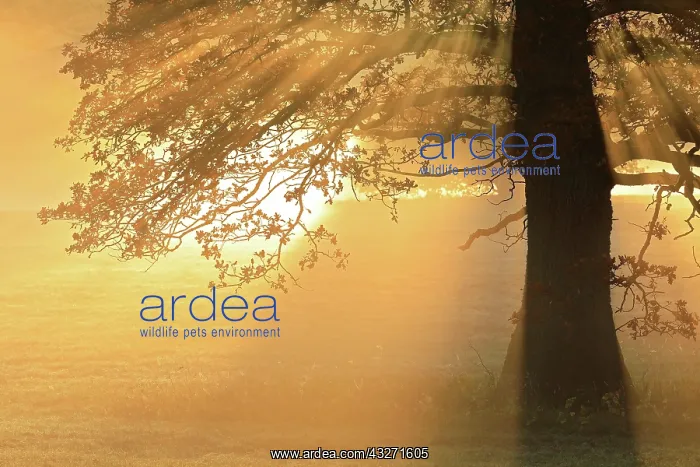 : Oak (Quercus ) in morning fog, Irndorfer Hardt : Oak (Quercus ) in morning fog, Irndorfer Hardt