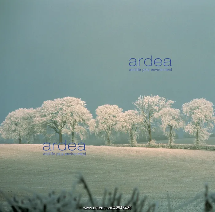: Oak, Quercus robur : Oak, Quercus robur