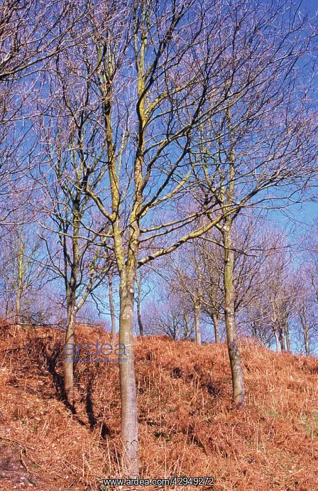 : Oak, Quercus robur : Oak, Quercus robur