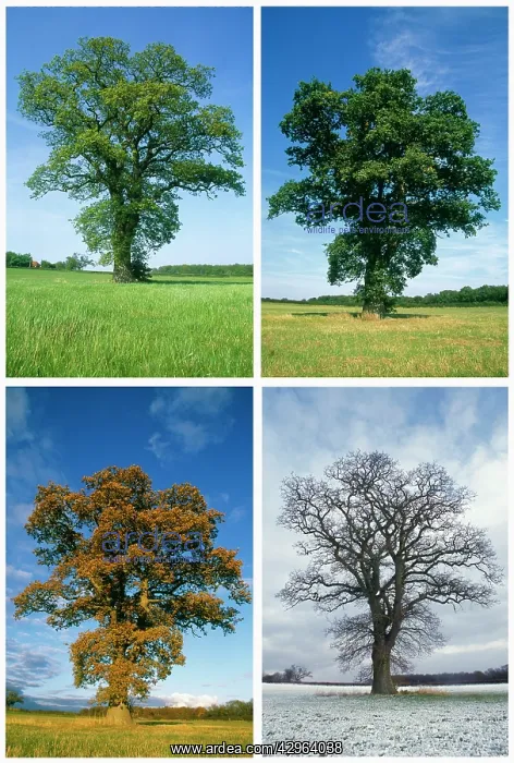 : Oak, Quercus robur : Oak, Quercus robur