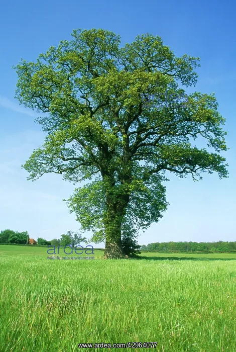 : Oak, Quercus robur : Oak, Quercus robur