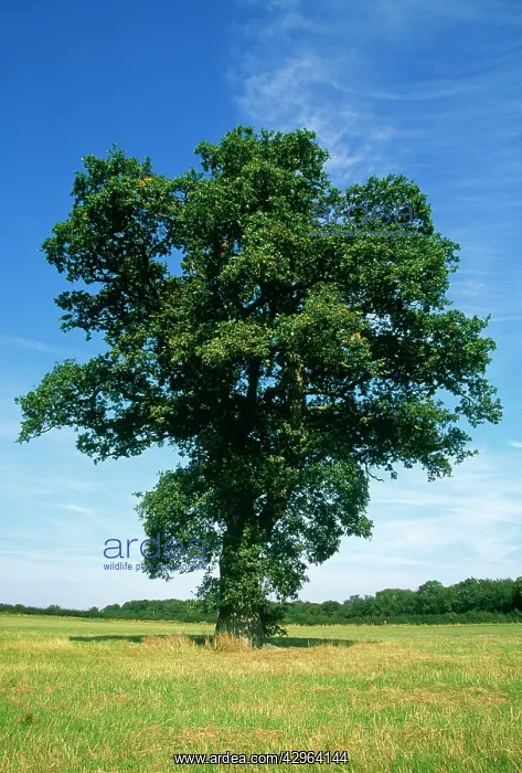 : Oak, Quercus robur : Oak, Quercus robur