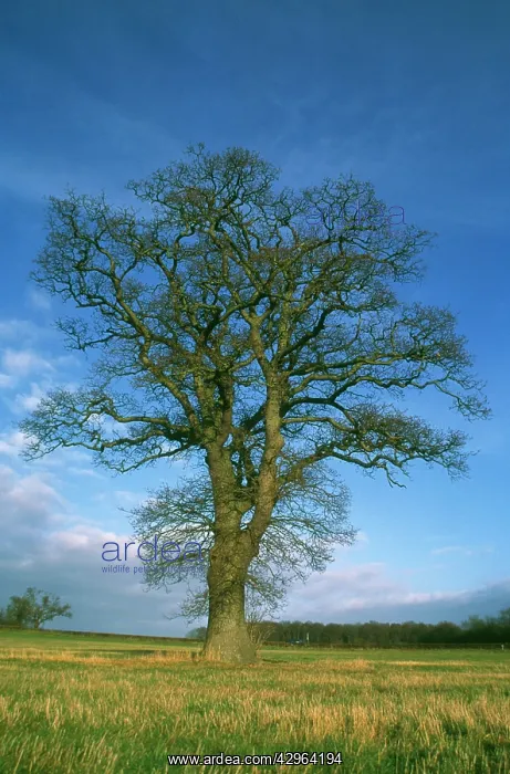: Oak, Quercus robur : Oak, Quercus robur