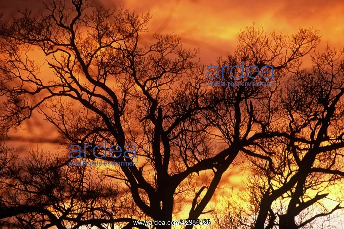 : Oak, Quercus robur : Oak, Quercus robur