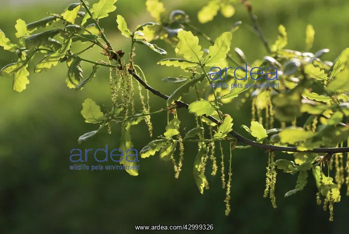 : Oak, Quercus robur : Oak, Quercus robur