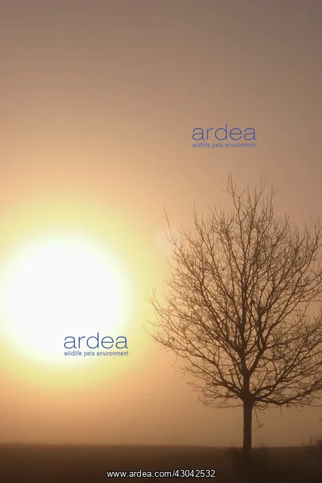 : Oak, Quercus robur : Oak, Quercus robur