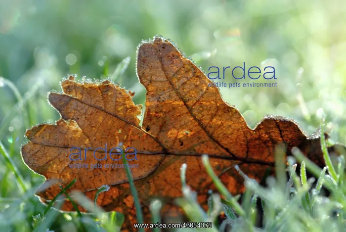 : Oak, Quercus robur : Oak, Quercus robur