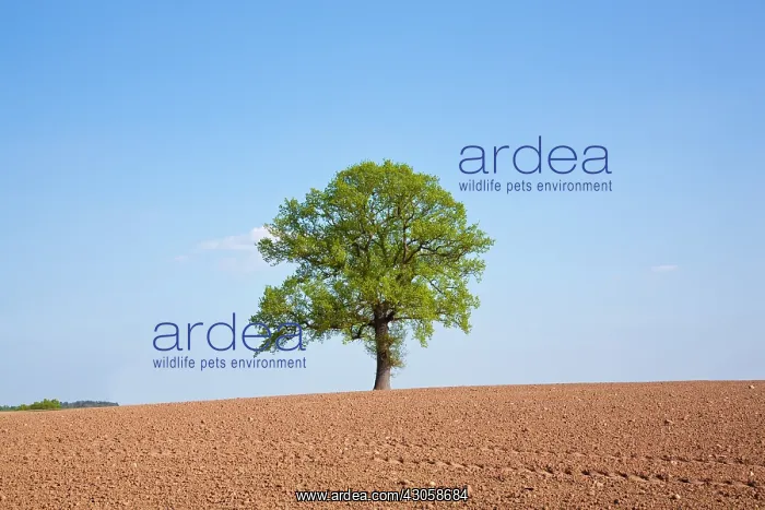 : Oak, Quercus robur : Oak, Quercus robur