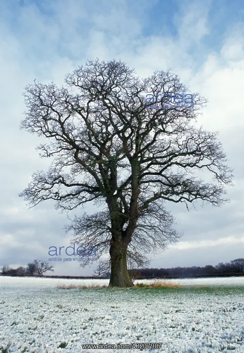 : Oak, Quercus robur : Oak, Quercus robur