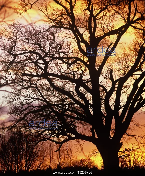 : Oak, Quercus robur : Oak, Quercus robur