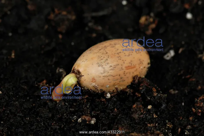 : Acorn. An oak (Quercus robur) acorn lying on the soil germinating aerial : Acorn. An oak (Quercus robur) acorn lying on the soil germinating aerial