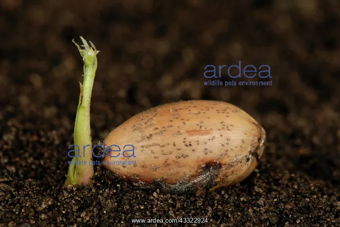 : Acorn. An oak (Quercus robur) acorn lying on the soil germinating aerial : Acorn. An oak (Quercus robur) acorn lying on the soil germinating aerial