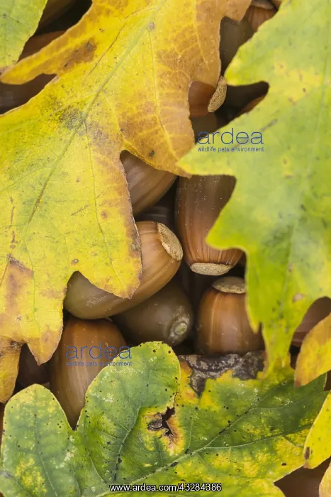 : Oak, Quercus robur, Brown subject : Oak, Quercus robur, Brown subject