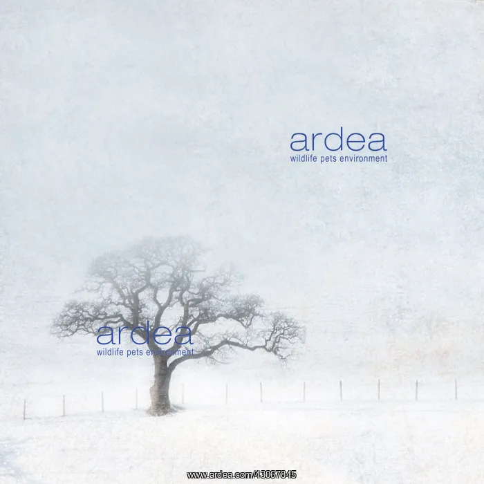 : Oak, Quercus robur. Digitally manipulated image of oak tree with stark : Oak, Quercus robur. Digitally manipulated image of oak tree with stark