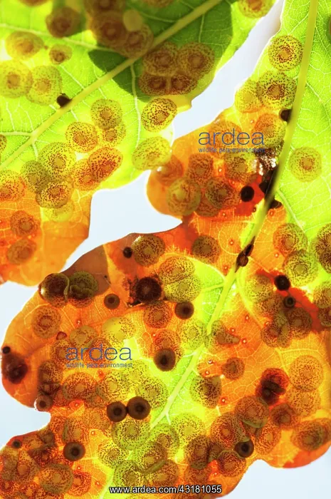: Oak, Quercus robur, Spangle galls, Neuroterus quercusbaccaru : Oak, Quercus robur, Spangle galls, Neuroterus quercusbaccaru
