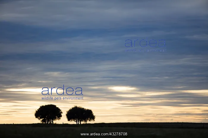: Oak (Quercus sp.) trees at sunset, Spain, Extre : Oak (Quercus sp.) trees at sunset, Spain, Extre