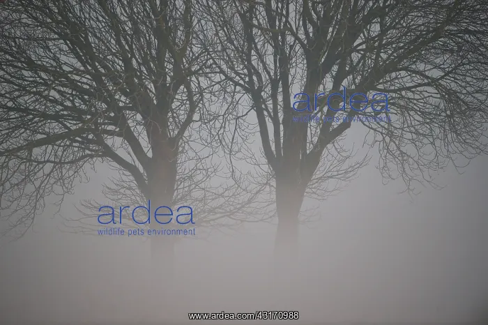 : Oak (Quercus) trees in fog, The Netherlands, Zuid-Holland, Lentevreugd : Oak (Quercus) trees in fog, The Netherlands, Zuid-Holland, Lentevreugd