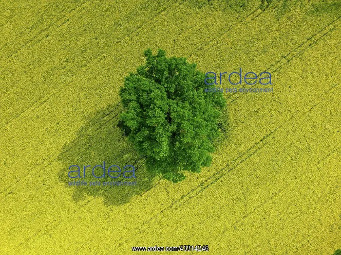 : Oak, rape field, Achern, Baden-Wurttemberg, Germany, Europe : Oak, rape field, Achern, Baden-Wurttemberg, Germany, Europe