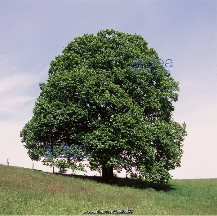 : OAK - SESSILE, CHESTNUT OAK : OAK - SESSILE, CHESTNUT OAK