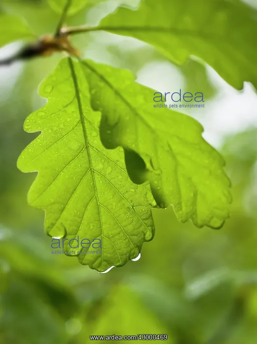 : Oak, Sessile oak, Quercus petraea : Oak, Sessile oak, Quercus petraea