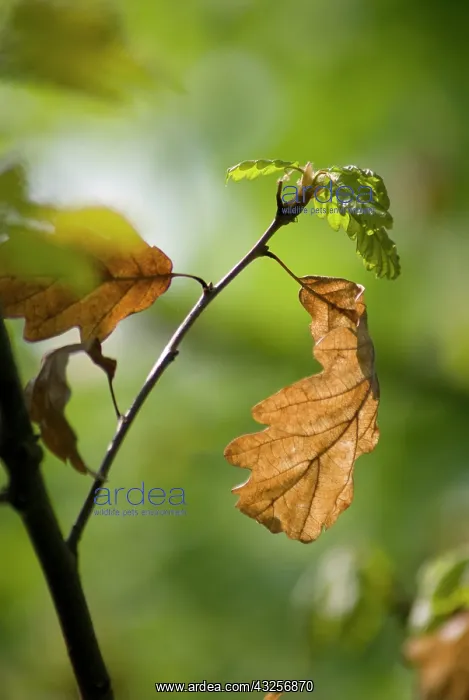 : Oak, Sessile oak, Quercus petraea : Oak, Sessile oak, Quercus petraea