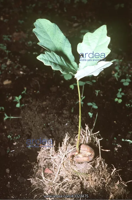 : OAK - sprouting acorn : OAK - sprouting acorn