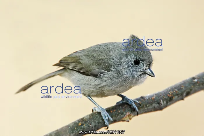  : Oak Titmouse