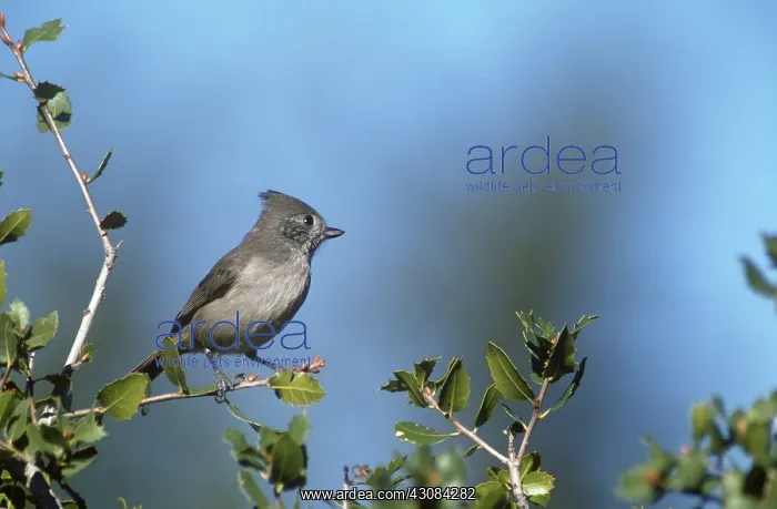 : Oak Titmouse : Oak Titmouse