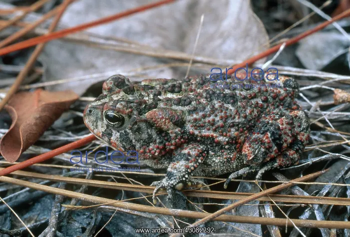 : Oak Toad. Oak toad (Bufo quercicus) in Florida : Oak Toad. Oak toad (Bufo quercicus) in Florida