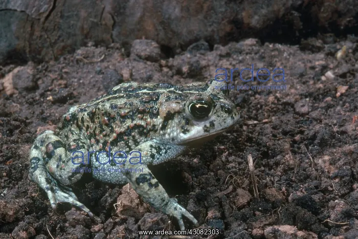 : Oak Toad. Oak toad (Bufo quercicus) in captivity in Utah : Oak Toad. Oak toad (Bufo quercicus) in captivity in Utah