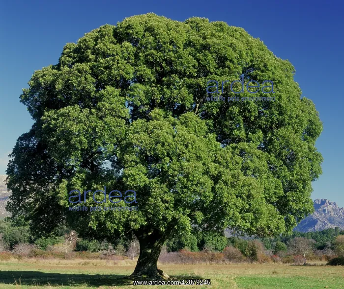  : Oak Tree. Corsica