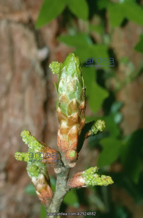 : Oak Tree (Quercus robur). Newly bursting buds and flowers : Oak Tree (Quercus robur). Newly bursting buds and flowers
