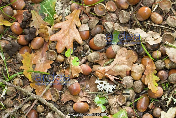 : Oak Tree acorns on floor. Trandeiras, Galicia, Spain : Oak Tree acorns on floor. Trandeiras, Galicia, Spain