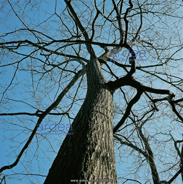  : Oak Tree. Oak tree, New Jersey. (1 of 4) Winter
