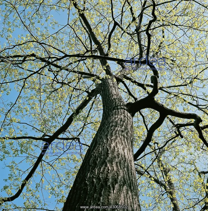 : Oak Tree. Oak tree, New Jersey. (3 of 4) Spring : Oak Tree. Oak tree, New Jersey. (3 of 4) Spring