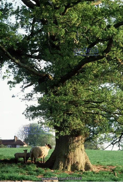  : OAK TREE