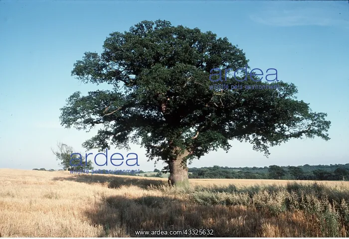 : OAK TREE