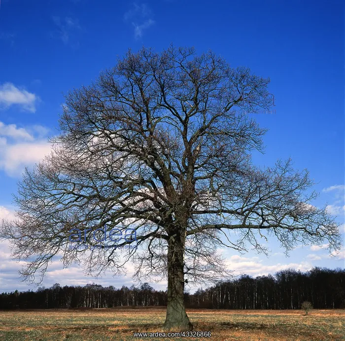 : OAK TREE : OAK TREE