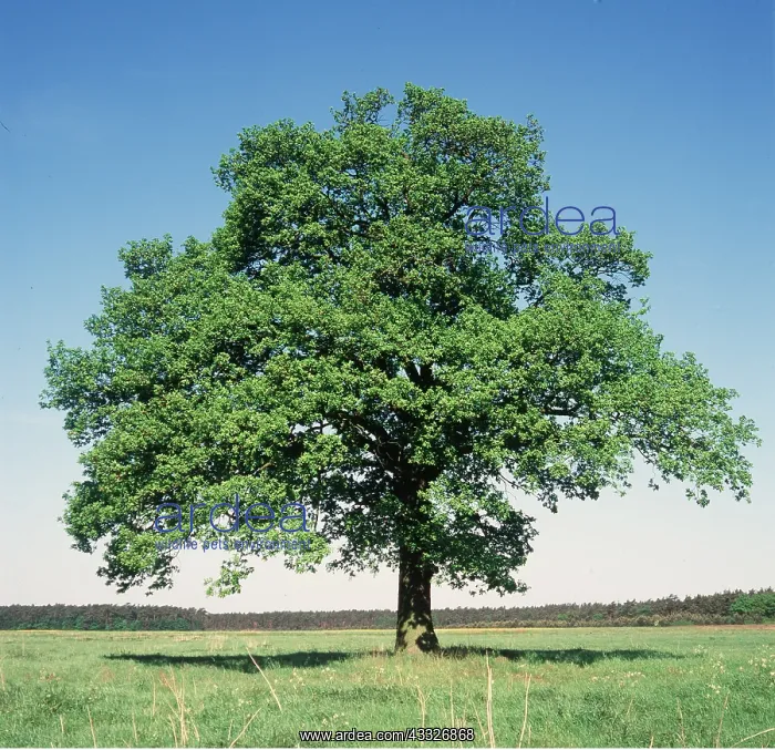 : OAK TREE : OAK TREE