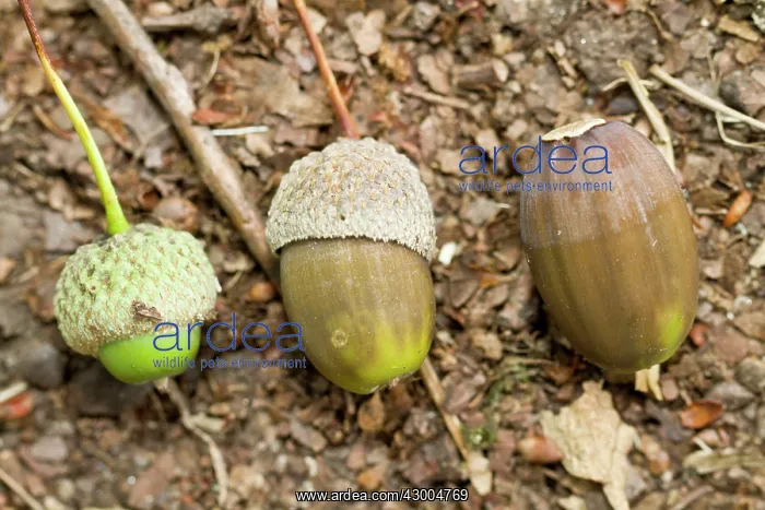 : Oak Tree acorns : Oak Tree acorns