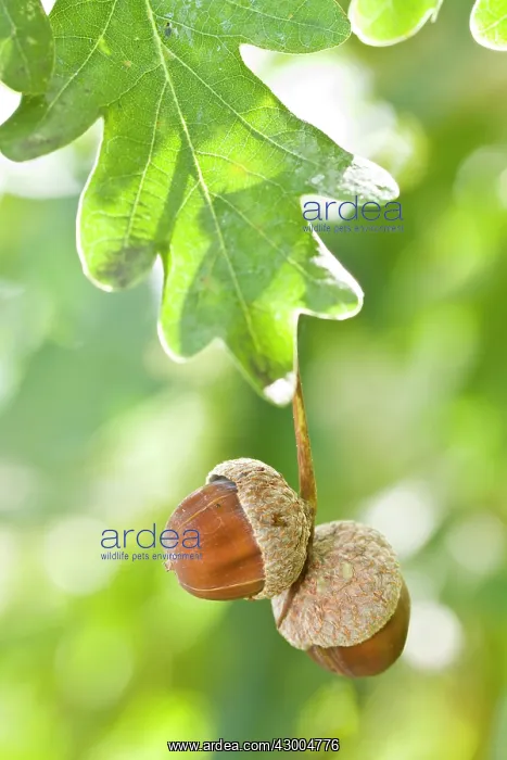 : Oak Tree acorns : Oak Tree acorns