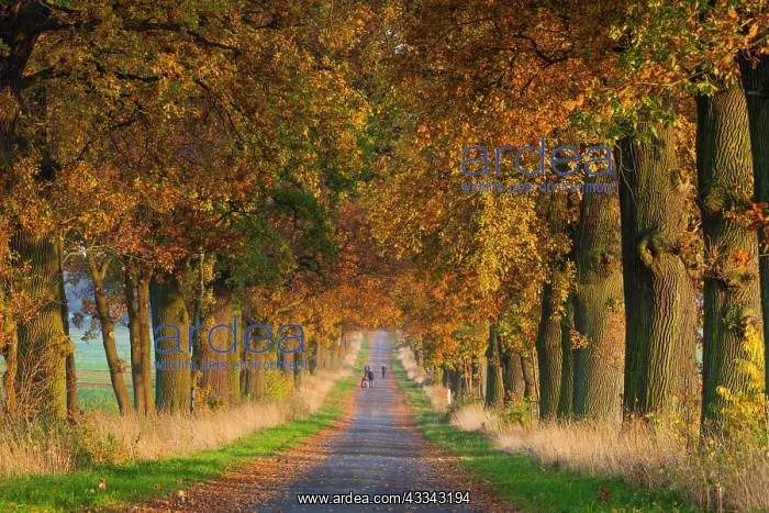 : Oak Tree Allee, in autumn color and people walking : Oak Tree Allee, in autumn color and people walking