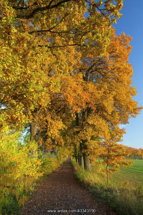  : Oak Tree Allee, in autumn colour, Berberbeck estate