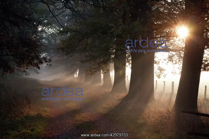 : Oak Tree - allee in autumn mist and sunshine : Oak Tree - allee in autumn mist and sunshine